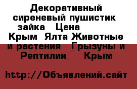 Декоративный сиреневый пушистик- зайка › Цена ­ 1 000 - Крым, Ялта Животные и растения » Грызуны и Рептилии   . Крым